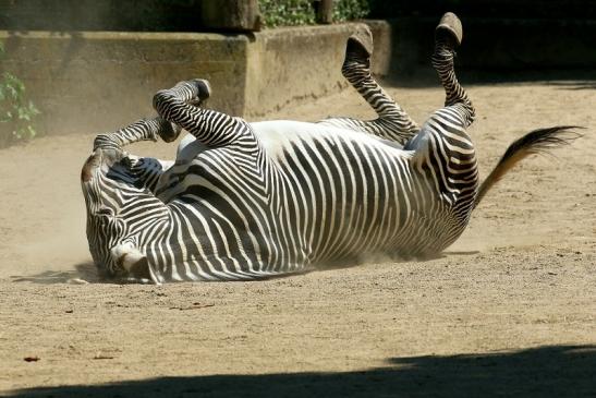 Grevy Zebra Zoo Frankfurt am Main 2018