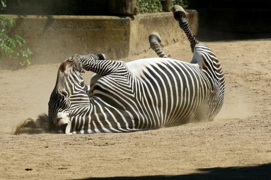 Grevy Zebra Zoo Frankfurt am Main 2018