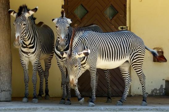 Grevy Zebra Zoo Frankfurt am Main 2018