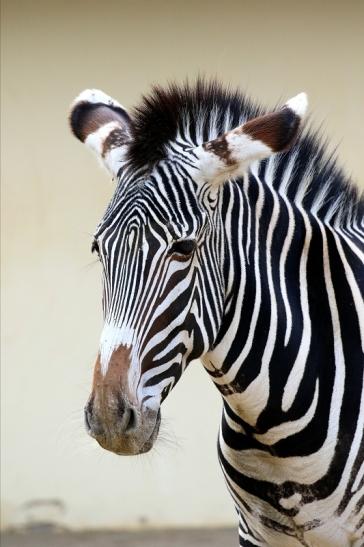 Grevy Zebra Zoo Frankfurt am Main 2018