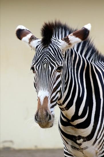 Grevy Zebra Zoo Frankfurt am Main 2018