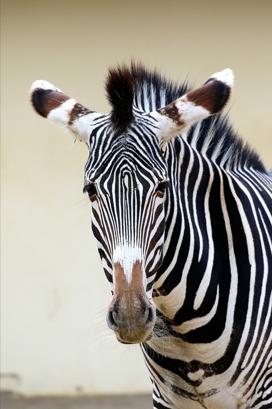 Grevy Zebra Zoo Frankfurt am Main 2018