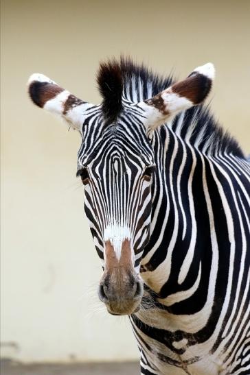 Grevy Zebra Zoo Frankfurt am Main 2018