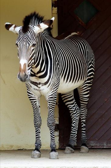 Grevy Zebra Zoo Frankfurt am Main 2018