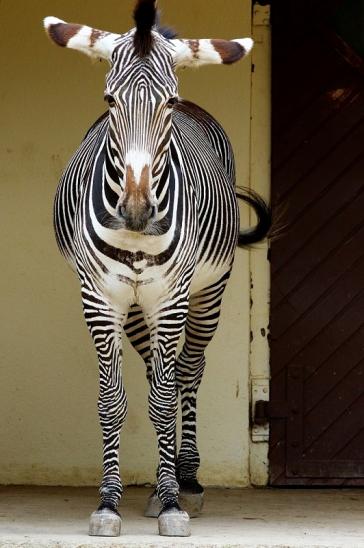 Grevy Zebra Zoo Frankfurt am Main 2018