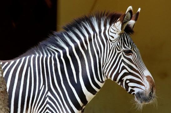 Grevy Zebra Zoo Frankfurt am Main 2018