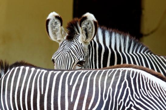 Grevy Zebra Zoo Frankfurt am Main 2018