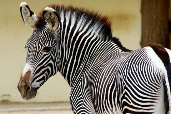 Grevy Zebra Zoo Frankfurt am Main 2018