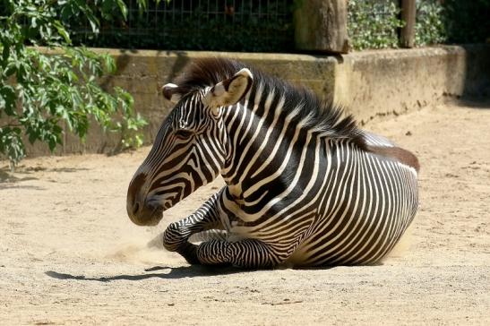 Grevy Zebra Zoo Frankfurt am Main 2018