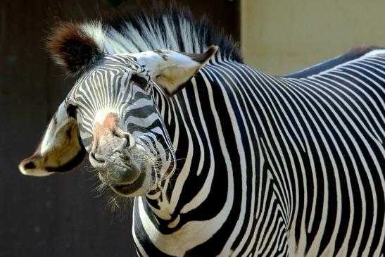 Foto des Monats April 2019 Grevyzebra Zoo Frankfurt am Main 