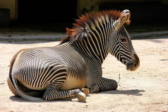 Grevy Zebra Zoo Frankfurt am Main 2014