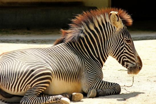 Grevy Zebra Zoo Frankfurt am Main 2014