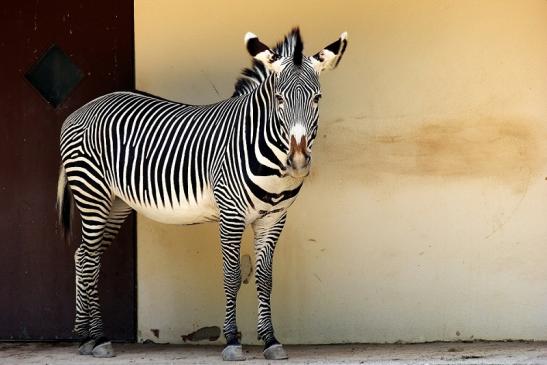 Grevy Zebra Zoo Frankfurt am Main 2014