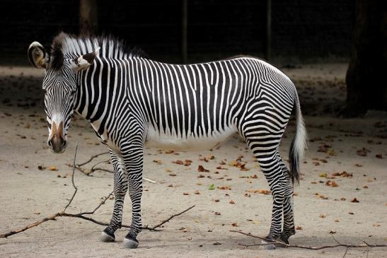 Grevy Zebra Zoo Frankfurt am Main 2014