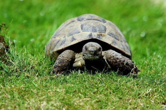 Griechische Landschildkröte Opel Zoo Kronberg 2016