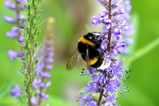 Große Erdhummel NSG See am Goldberg 2020