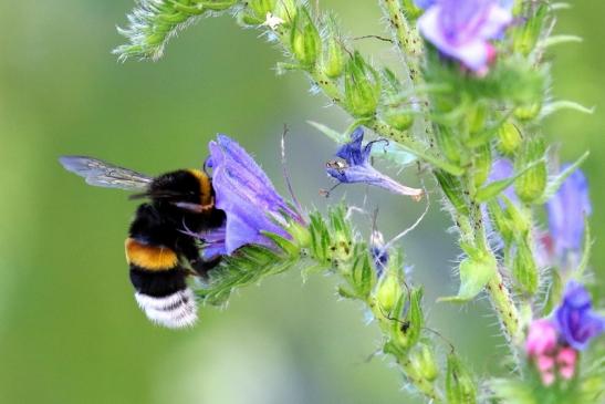 Große Erdhummel NSG See am Goldberg 2020