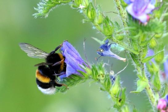 Große Erdhummel NSG See am Goldberg 2020