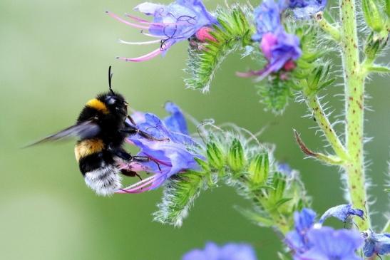 Große Erdhummel NSG See am Goldberg 2020