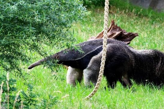 Großer Ameisenbär Zoo Frankfurt am Main 2018