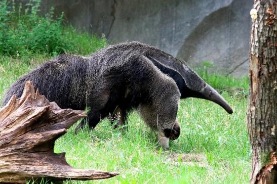 Großer Ameisenbär Zoo Frankfurt am Main 2018