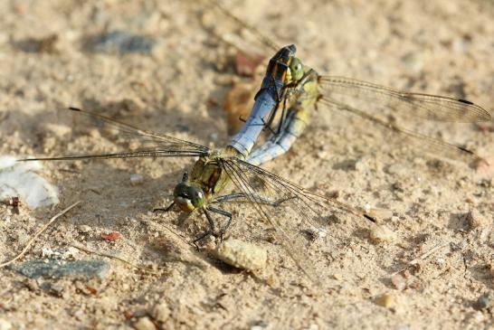 Großer Blaupfeil Libelle Paarungsrad NSG See am Goldberg Heusenstamm 2022