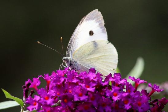 Großer Kohlweißling Wildpark Alte Fasanerie Klein Auheim 2017