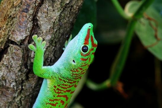 Großer Madagaskar Taggecko Exotarium Zoo Frankfurt am Main 2017