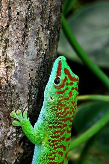 Großer Madagaskar Taggecko Exotarium Zoo Frankfurt am Main 2017