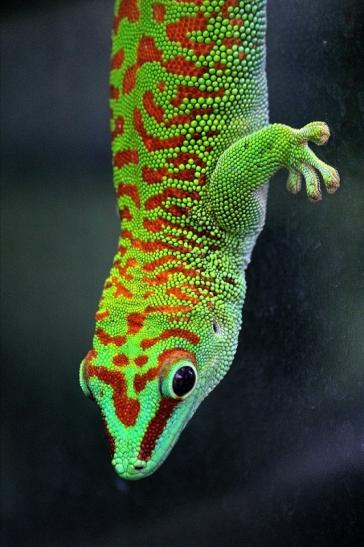 Großer Madagaskar Taggecko Exotarium Zoo Frankfurt Main 2014