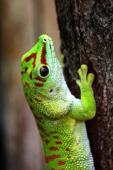 Großer Madagaskar Taggecko Exotarium Zoo Frankfurt Main 2014