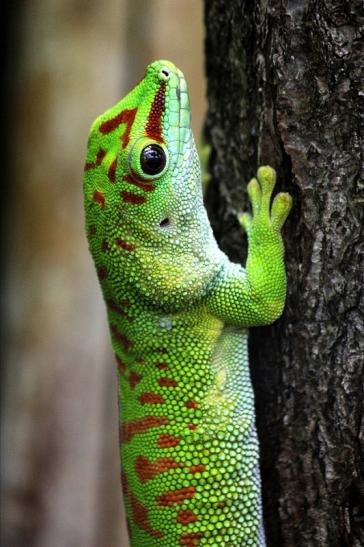 Großer Madagaskar Taggecko Exotarium Zoo Frankfurt Main 2014