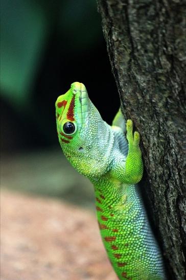 Großer Madagaskar Taggecko Exotarium Zoo Frankfurt Main 2014