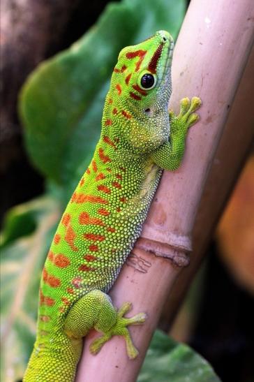 Großer Madagaskar Taggecko Exotarium Zoo Frankfurt Main 2014