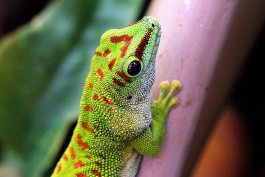 Großer Madagaskar Taggecko Exotarium Zoo Frankfurt Main 2014