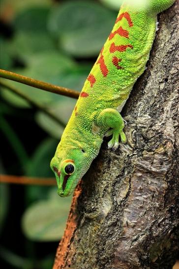 Großer Madagaskar Taggecko Exotarium Zoo Frankfurt Main 2014