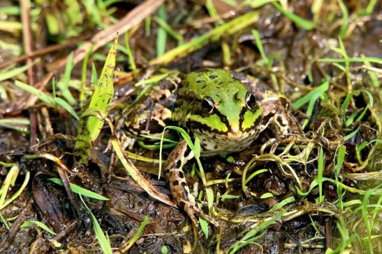 Teichfrosch NSG See am Goldberg Heusenstamm 2016