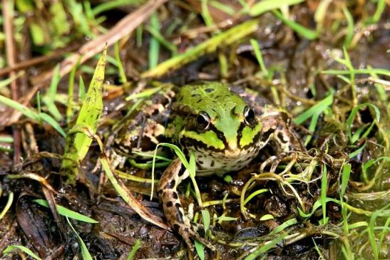 Teichfrosch NSG See am Goldberg Heusenstamm 2016