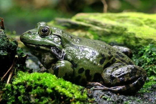 Großer Teichfrosch Opel Zoo Kronberg 2017