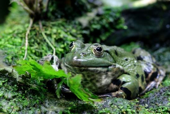 Großer Teichfrosch Opel Zoo Kronberg 2017