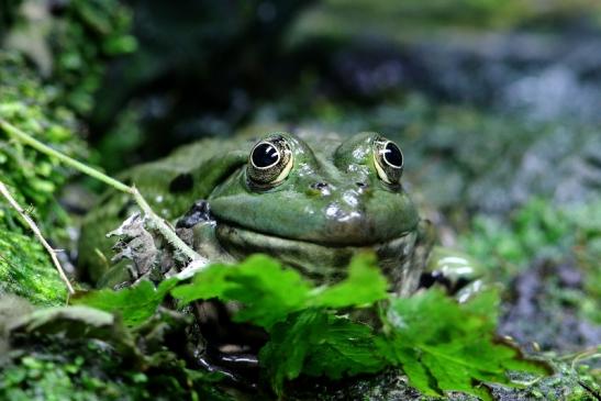 Großer Teichfrosch Opel Zoo Kronberg 2017