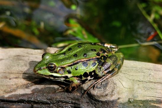 Großer Teichfrosch Wildpark Alte Fasanerie Klein Auheim 2015