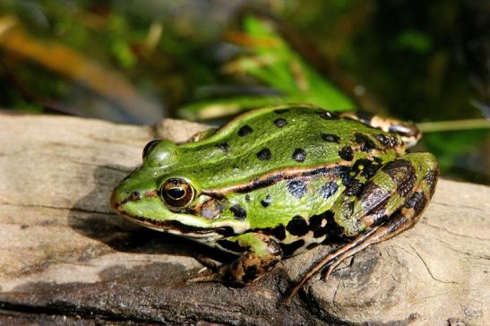 Großer Teichfrosch Wildpark Alte Fasanerie Klein Auheim 2015