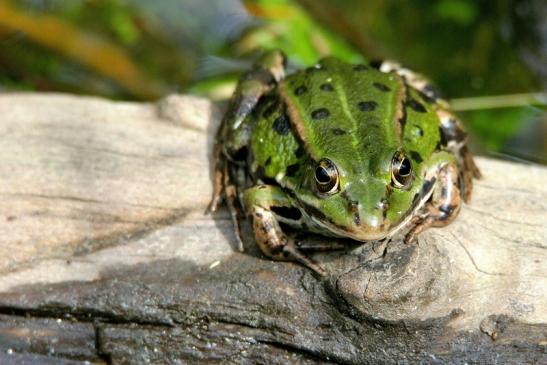 Großer Teichfrosch Wildpark Alte Fasanerie Klein Auheim 2015