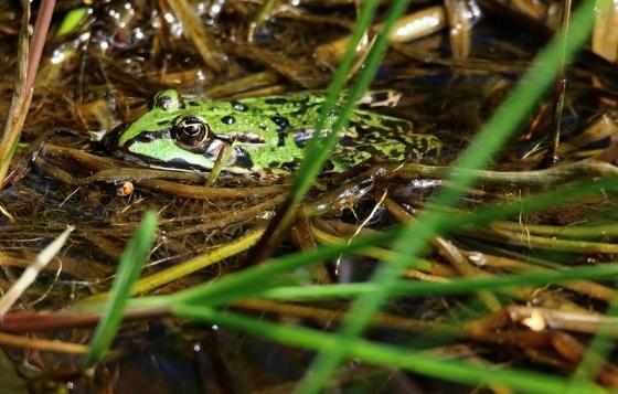 Großer Teichfrosch Wildpark Alte Fasanerie Klein Auheim 2016