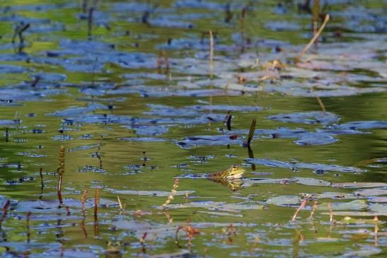 Großer Teichfrosch Wildpark Alte Fasanerie Klein Auheim 2018