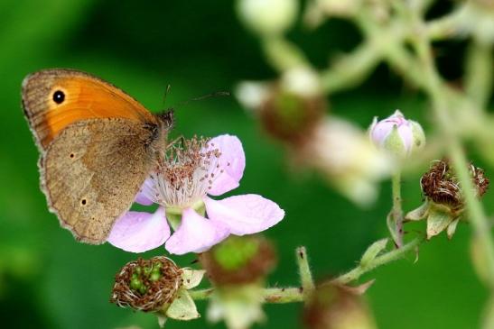 Großes Ochsenauge Wildpark Alte Fasanerie Klein Auheim 2021