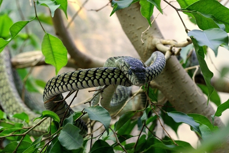 Grüne Mamba in der Häutung Exotarium Zoo Frankfurt am Main 2014
