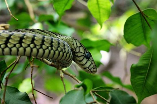 Grüne Mamba in der Häutung Exotarium Zoo Frankfurt am Main 2014