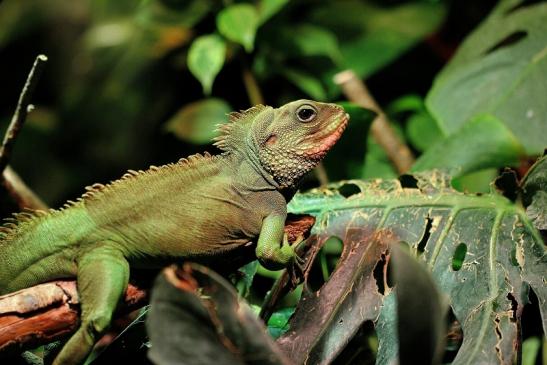 Grüne Wasseragame Zoo Vivarium Darmstadt 2014